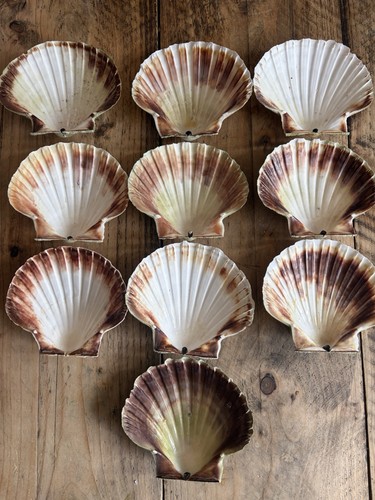 Natural unpolished scallop - natural,