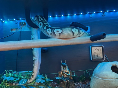 Snake enrichment climbing - snake,