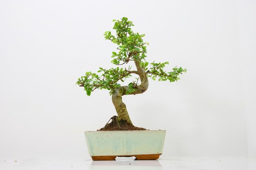 Bonsai chinese elm and care - -,