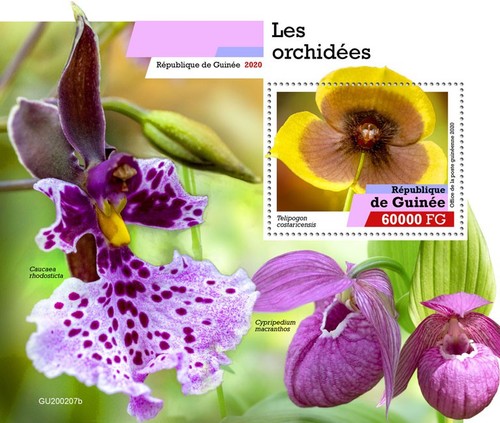 Orchids