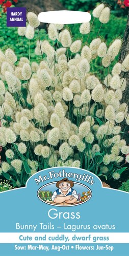 Bunny tails grass seed - seed,