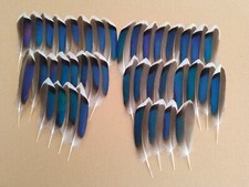 40 Mallard Duck Blue Wing Feathers 4" - 5" / 10cm - 13cm - Fly Tying, Jewellery