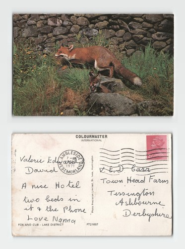 Postcard fox and cub lake - postcard,