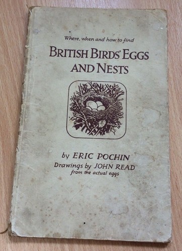 British birds eggs - eggs, and