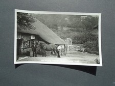 DEVON:  HORSE BEIND SHOD AT