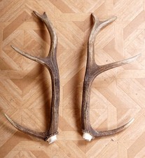 2 Beautiful 8ender Red Deer