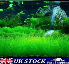 Aquarium grass seeds - grass,