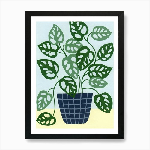 Monstera obliqua houseplant - monstera,