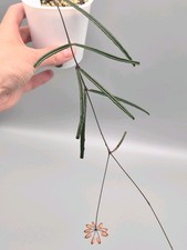 Rare Hoya Insularis (thin long