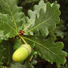Quercus robur 'English Oak'