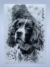 Springer Spaniel Black and