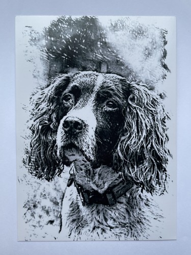 Springer spaniel black and - spaniel,