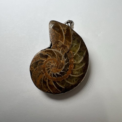 Ammolite fossil pendant - fossil, in