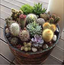  Succulents Cactus Crown Mix