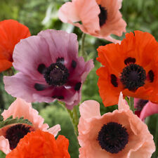 Oriental Poppy Collection 3