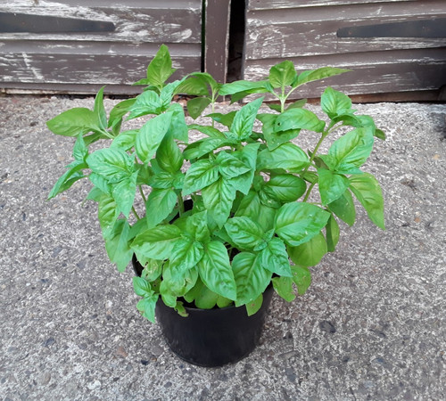 Sweet genovese basil fully - basil, –