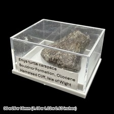 Emys Turtle Carapace Fossil