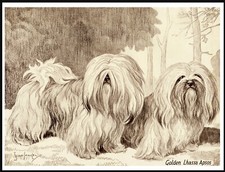 LHASA APSO TWO DOGS LOVELY