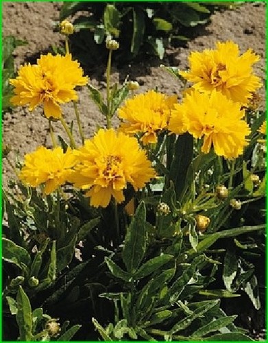 Coreopsis grandiflora early - coreopsis,
