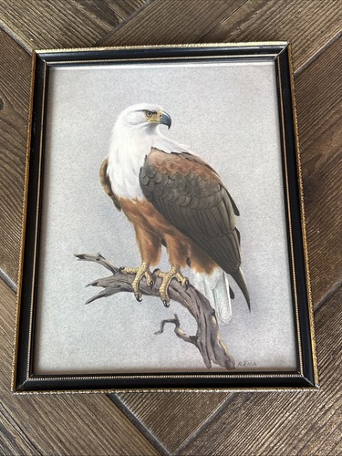 Framed african fish eagle - framed,