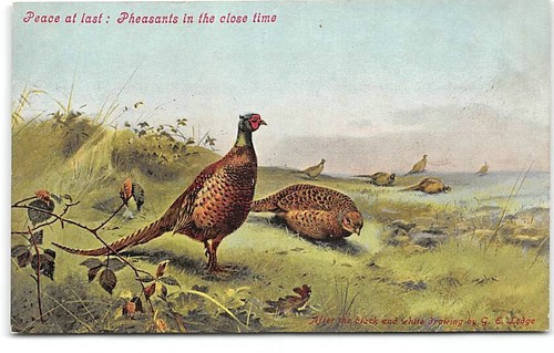 Pheasants artist george - pheasants-artist,