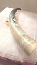 Cows polished bugal horn super - cows,