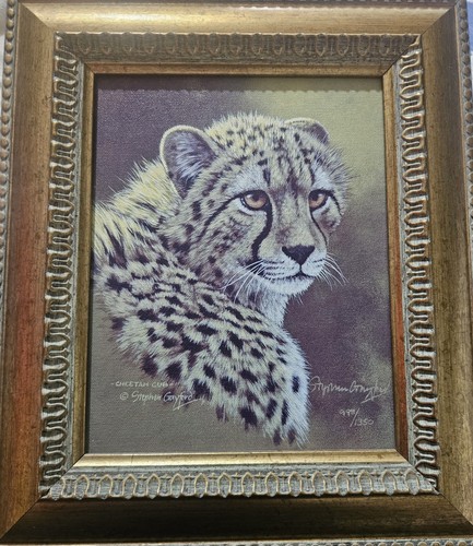 Cheetah cub stephen gayford - cheetah,