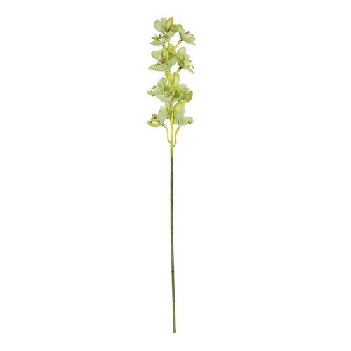 Botanica green cymbidium - botanica,