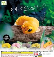 Leopard gecko in the middle of