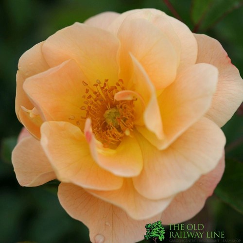 Whartons flower carpet amber - carpet, amber'