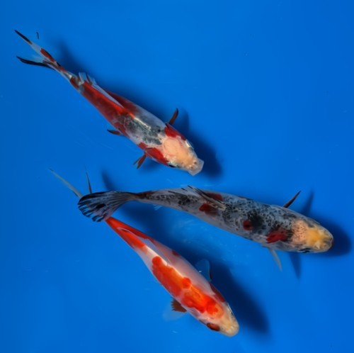 Goldfish 5 shubunkin - goldfish,