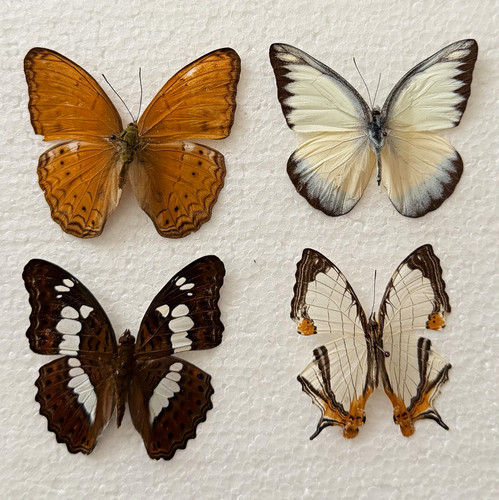 Entomology butterfly specimen - entomology,