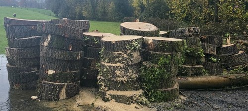 Large wood slices - large, various