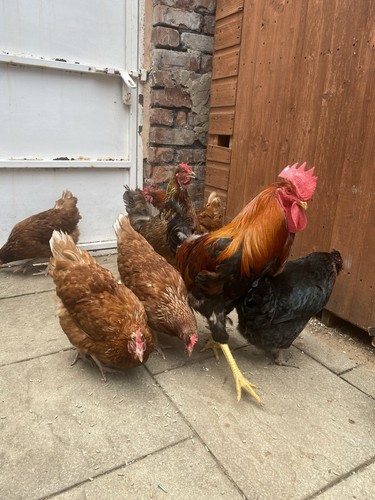 Chicken eggs - chicken,
