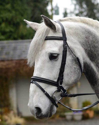 Mackey horse equisential bling - horse,