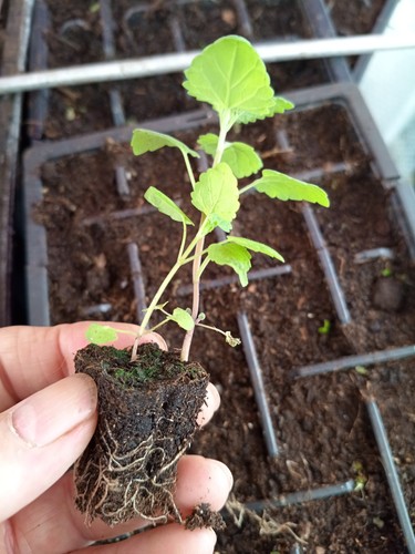 Catnip catmint nepata - x,