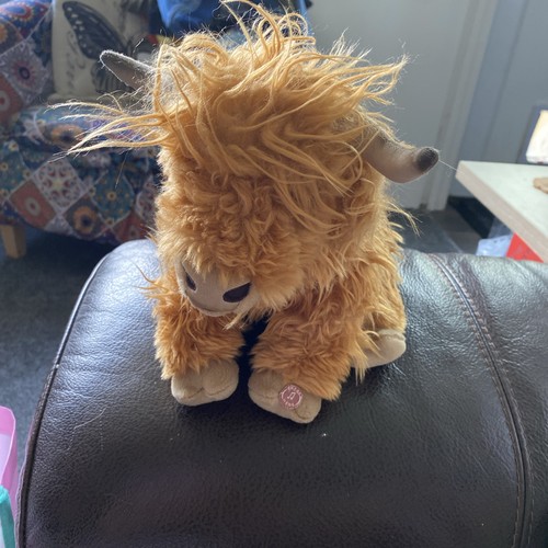 Living nature highland cow - living,