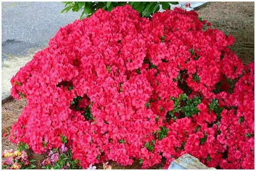 9cm pot azalea - or, 2l