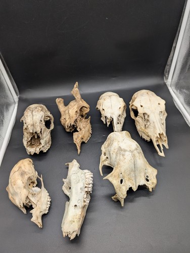 British fallow deer skull - deer,