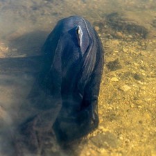 Nash Air Force Landing Net