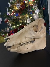 Pig Skull Real Bone Taxidermy