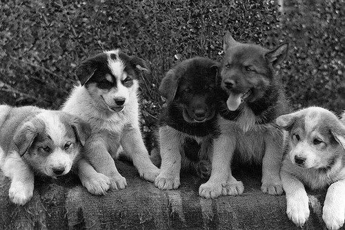 Mixed breed dog sled puppies - mixed,