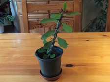 Euphorbia Milii - 'Crown of Thorns' - House Plant - Cacti  in 9 cm pot.
