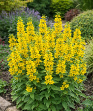 Lysimachia punctata – Yellow