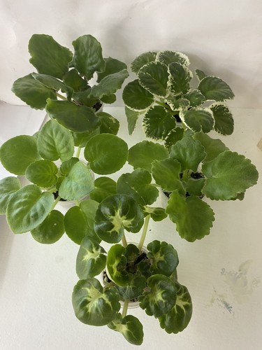 Set young plants - set,