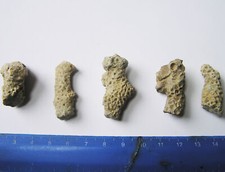 Bag of 5 Pieces Of Fossil