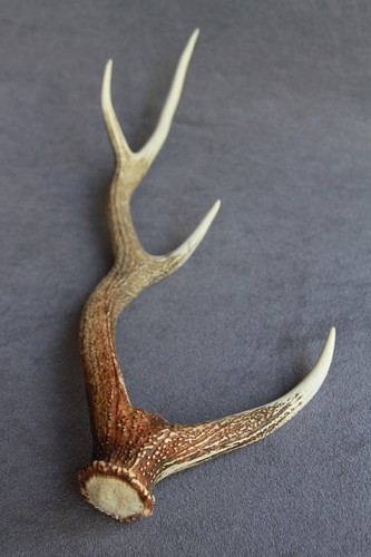 Sika deer antler - deer, naturally