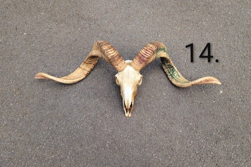 Large ram skull voodoo - large,