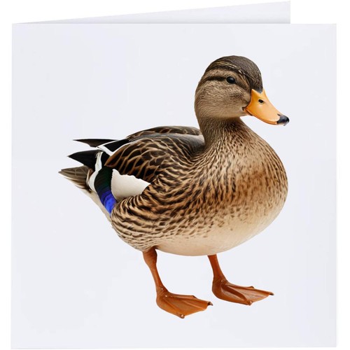 Mallard duck greeting cards - greeting,