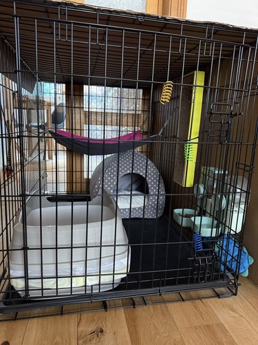 Starter kit for cat - or, puppy